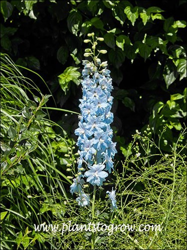 Nice sky blue flower color. The flower is an  indeterminate inflorescence.